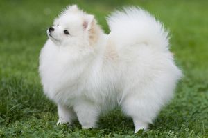 Як доглядати за білою шерстю собаки? фото